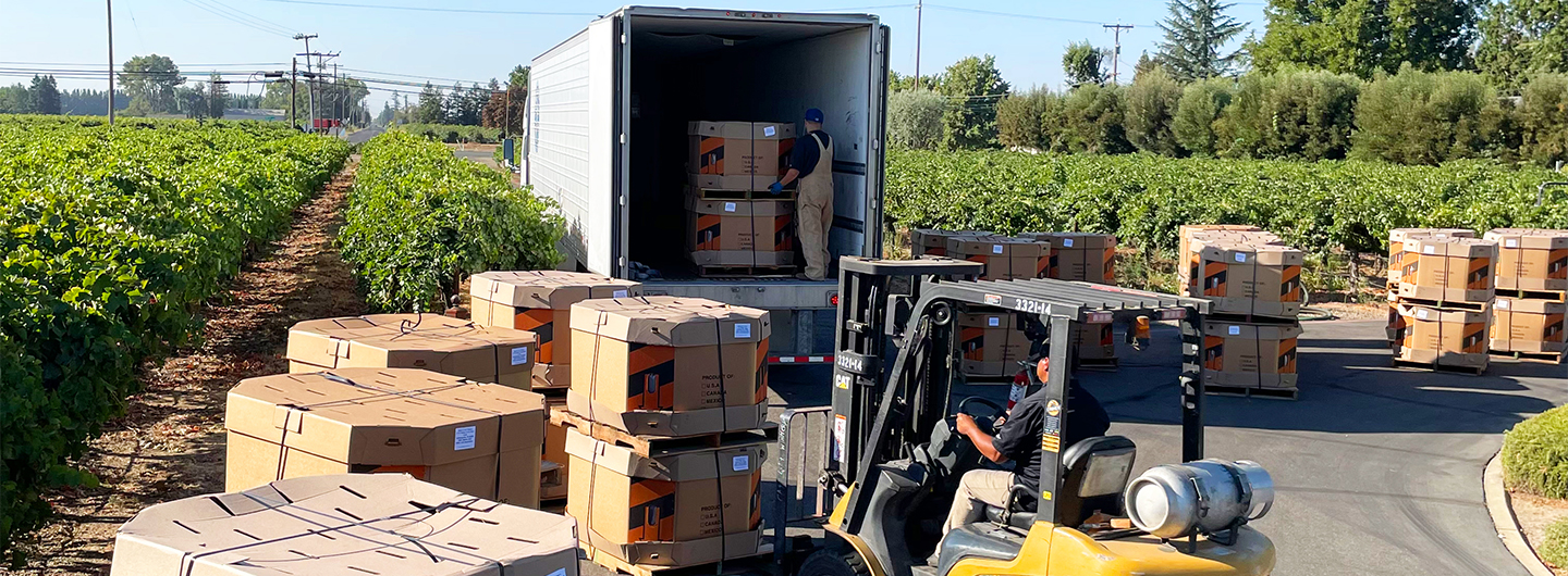 Forklift in lower right is picking up cardboard bins filled with grapes and truck is in center of photo showing someone inside getting ready to push 2 bins further into truck container.