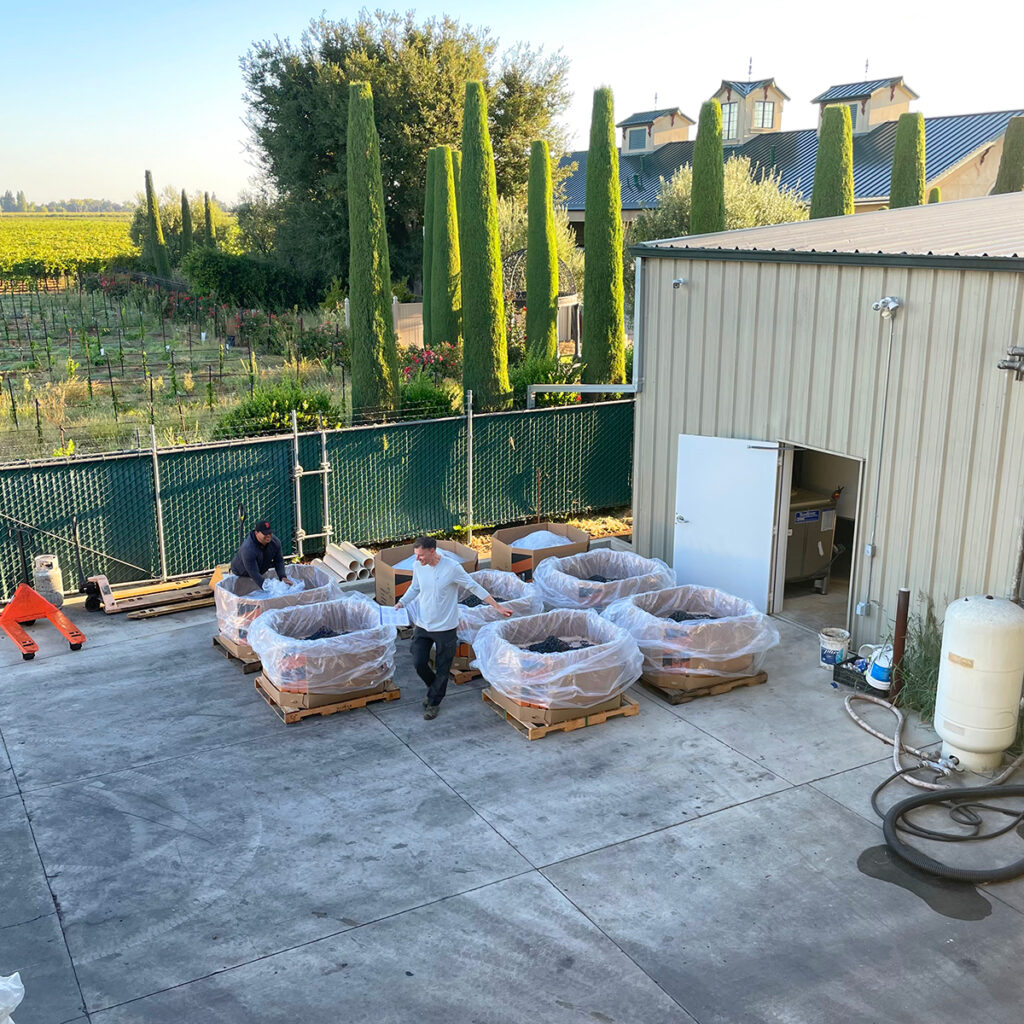 8 large cardboard boxes lined with plastic holding grapes with Mike and Markus tying up the bags. Berghold's tasting room in the background.