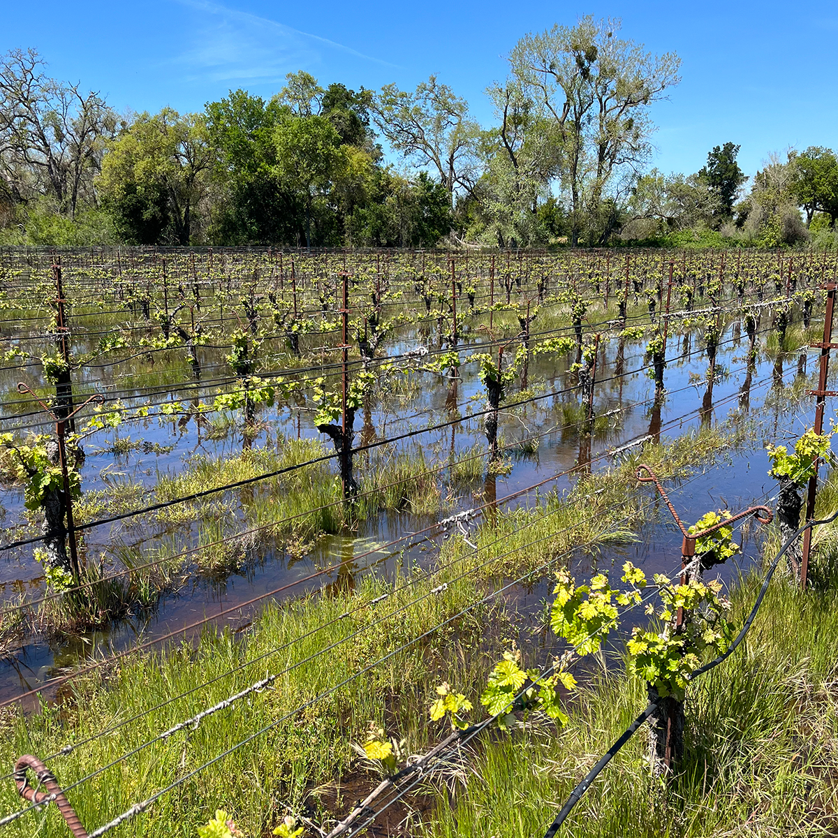 Rows of grape vines on wires with the start of small yellowish green leaves just after budbreak. The vineyard is flooded with tufts of green grass emerging from under the water.