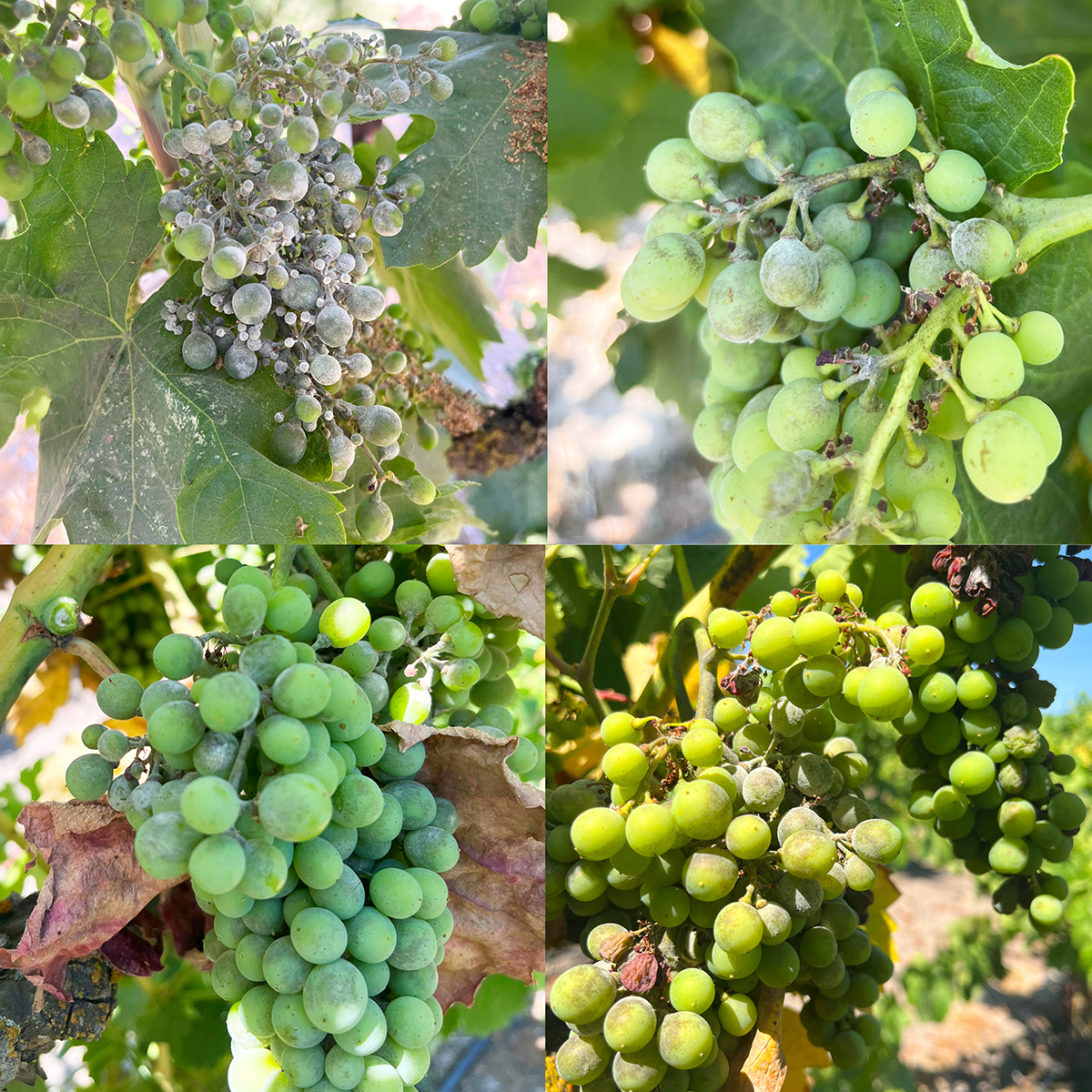 A composite photo with 4 sub-photos all of moldy green grapes trying to grow larger.