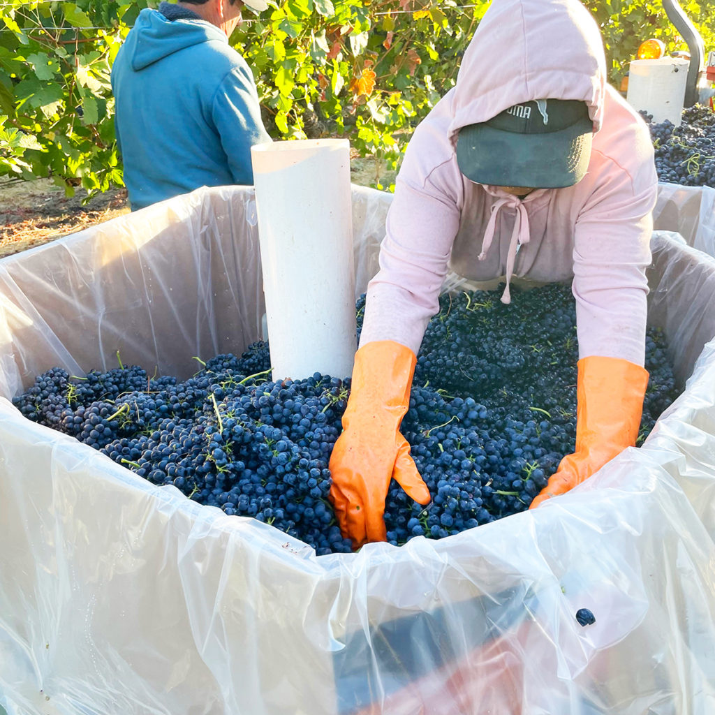 Bin almost full of blue-ish grape clusters with a white plastic tube in the center of the grapes and a worker with orange gloves leaning over to pull a pile of the grapes into a section that is not as full.