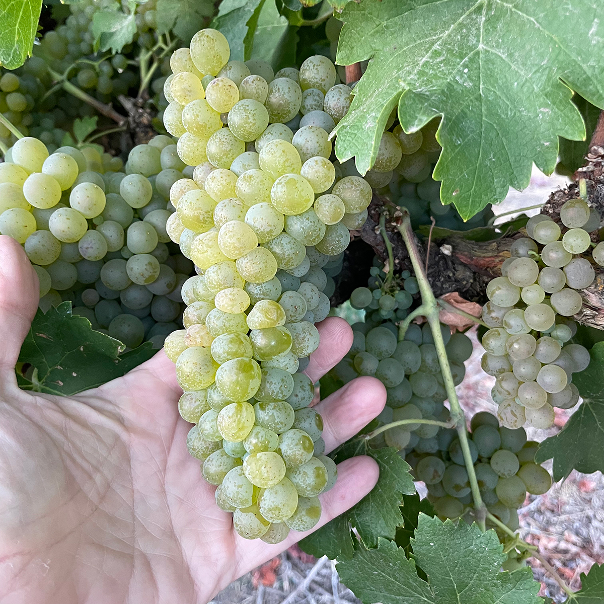 A close up of a hand holding a bunch of yellow-green grapes still attached to the vine. They look ripe and ready to pick.