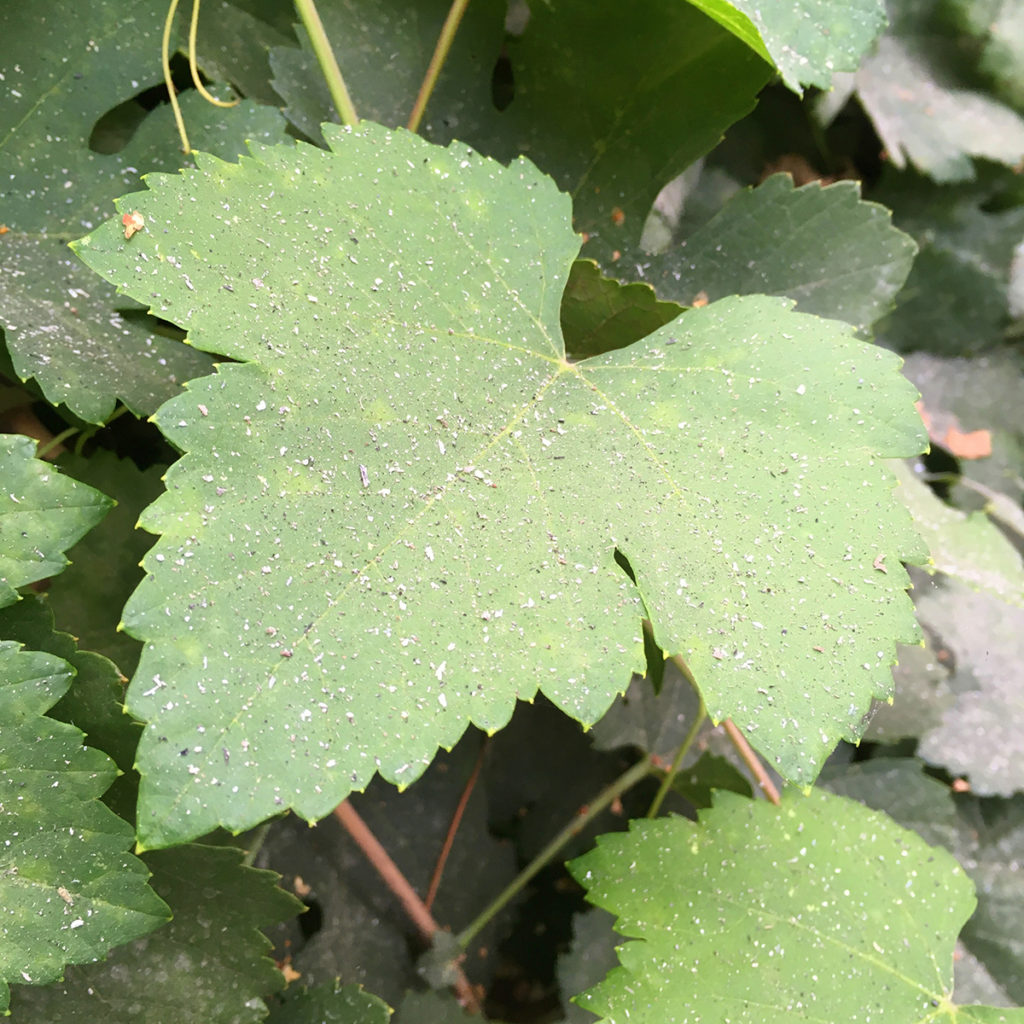 Picture of the season's accumulation of ash on a Petite Sirah leaf.